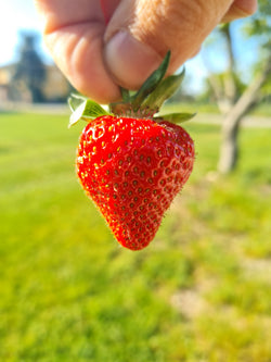 Fragole (0,5kg)