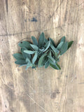 Salvia Fresca (50g)
