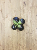Melanzana Nera (al pezzo ca. 0,4kg)